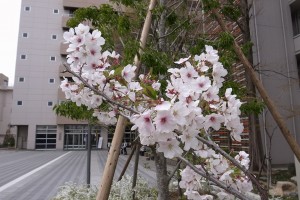åå¤å±ã­ã£ã³ãã¹ã®æ¡-2